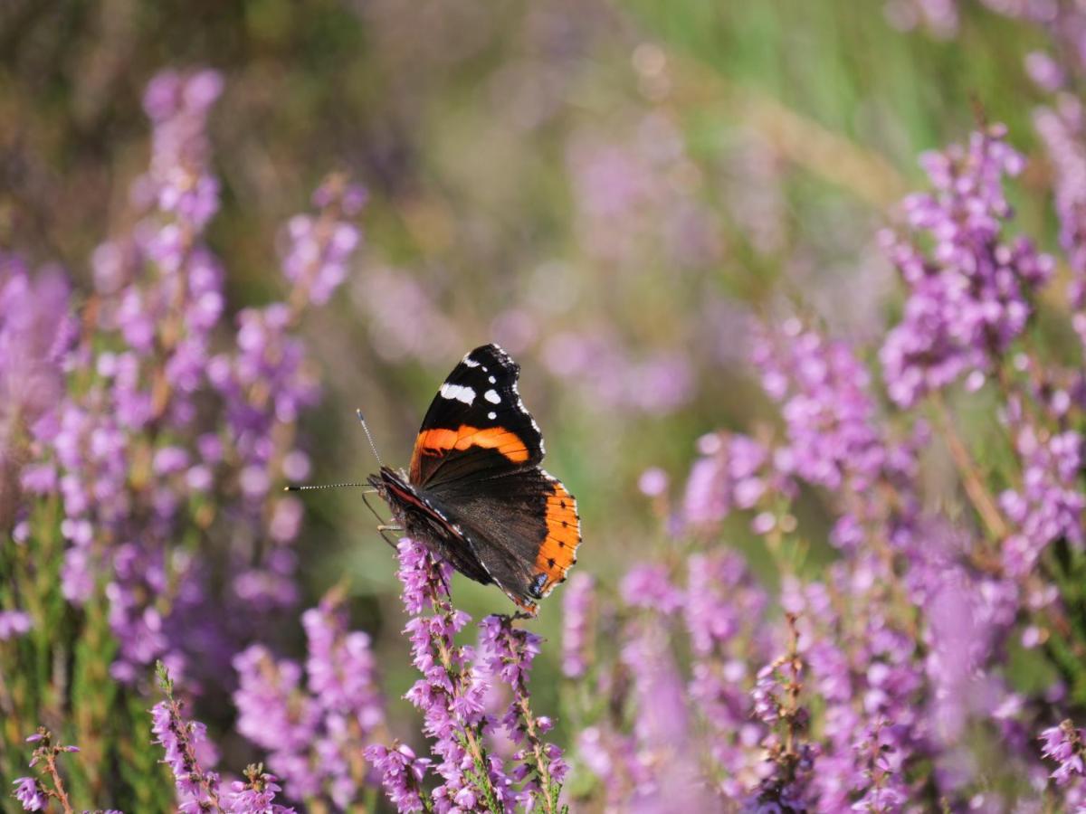 La Vita Veluwe Wapenveld Exterior foto